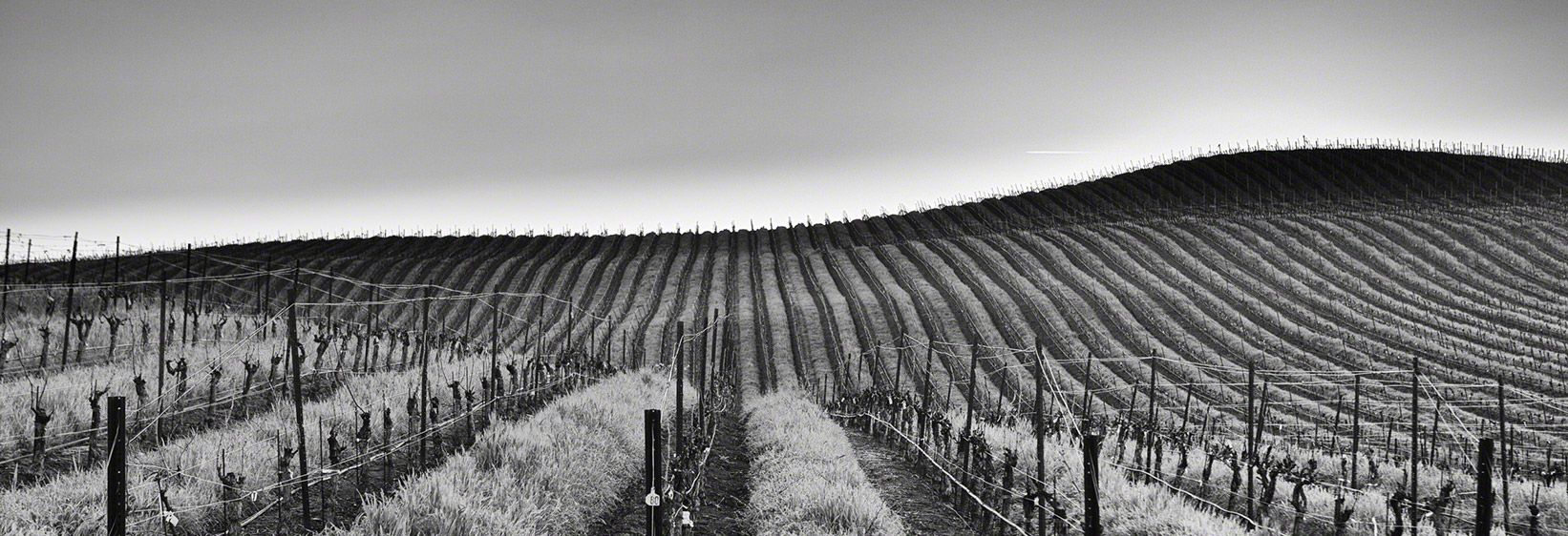 venge_vineyards_0013